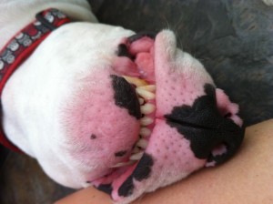Bull Terrier Snout